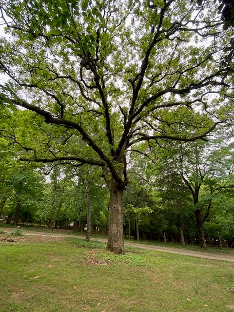 15-16-30 Fayetteville Outlots - Residential