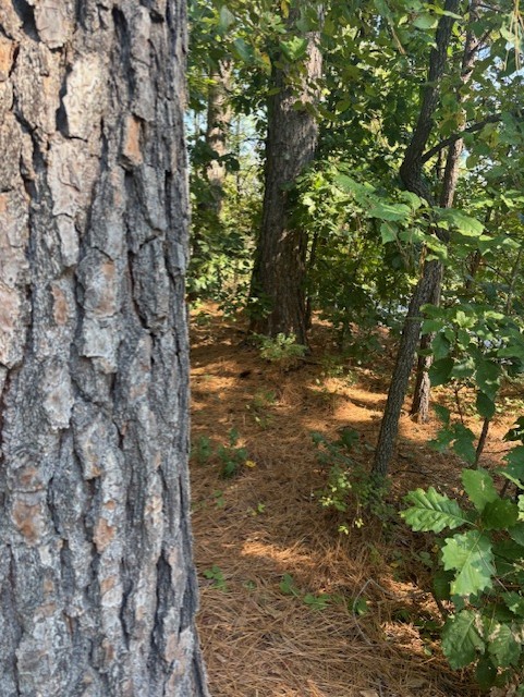 Brigadoon Sub Bvv - Land