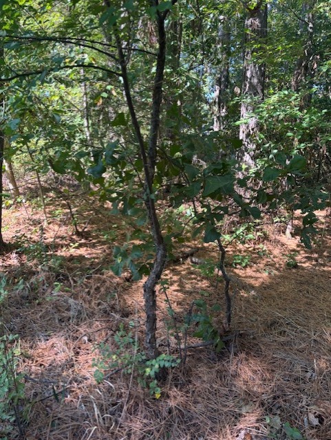 Brigadoon Sub Bvv - Land