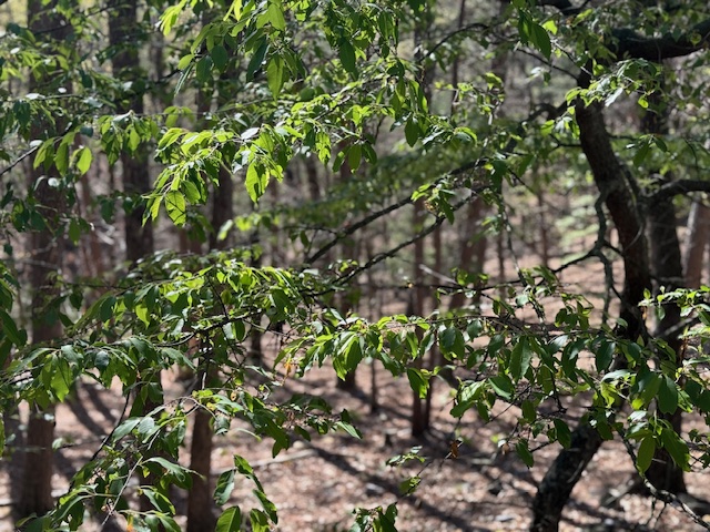 Riley & Armstrong - Residential