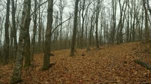 101 Acres +/- of land.