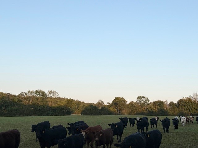 Beautiful spot in a great location, 30 acres m/l with the east fork of Crooked Creek, that has water in it most of the year, and Crooked Creek. Mostly cleared, with good pasture. Priced at 11,000. per acre.