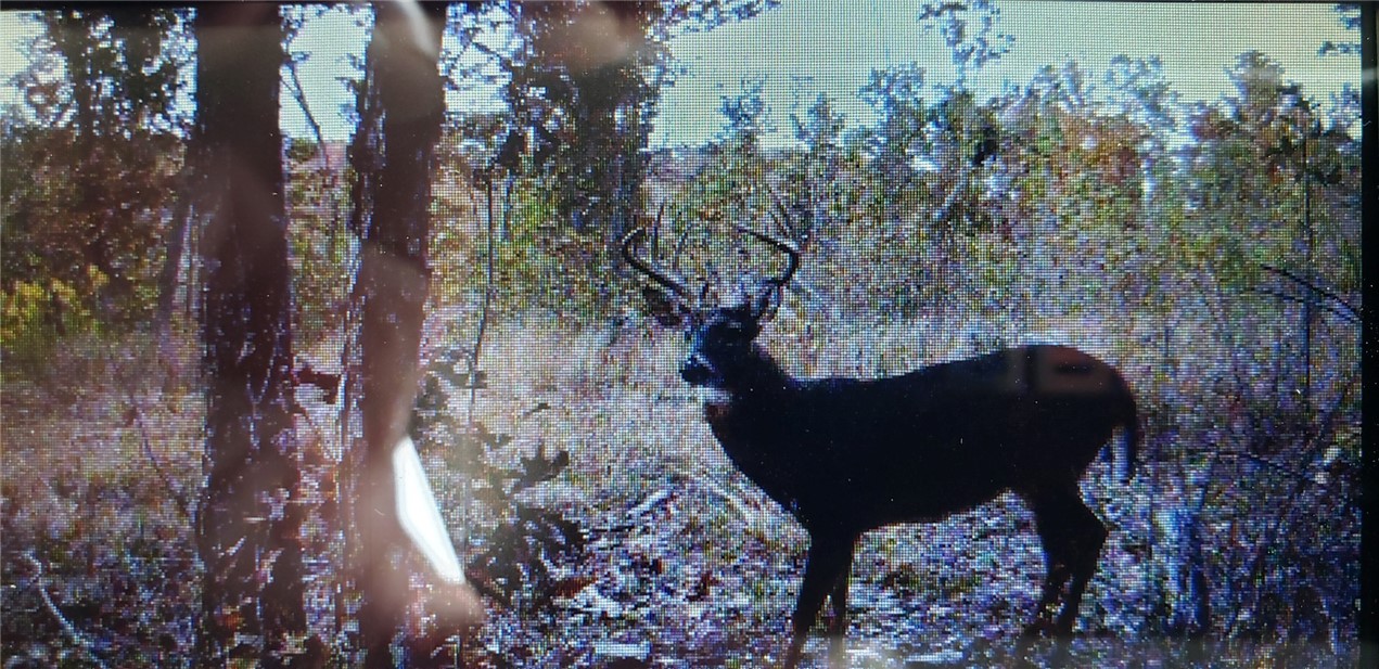 Tucked away in the hills of rural Huntsville/Kingston, AR, this is the kind of ground hunters dream about. Loaded with whitetail, bear, turkey, and more wildlife than you can count, it’s a true backwoods paradise.
Whether you are looking for an off grid location for a cabin, a hunting spot for you and the kids, or a fun place to escape town and pick morels in your own honey hole, this land delivers.
Wet-weather spring tucked in the draw, and electric at the road if you’re ready to drop in a hunting cabin.