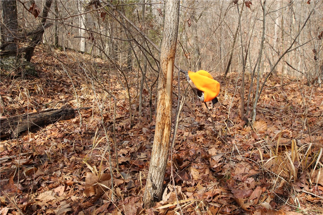 It’s not often that you find such a secluded, hunting-camp feel at this price per acre in this area. Buyers are greeted with a road suitable for a pickup coming in from the east side, and continuing all the way to the southern boundary. Additional old road beds could be easily improved as four-wheeler trails with minimal effort. Despite the topography, there is a surprising amount of gently sloping, very huntable terrain. Both the hunter and non-hunter will appreciate the Lick Branch Creek, the beautiful rock outcroppings, and the impressive box canyon in the NE corner. A spur road near the entrance would make a great place to set up a camper, over looking the small canyon, and not disturbing the critters when you come and go. The property offers a unique location being in a somewhat isolated drainage, surrounded by a sea of other timber, yet also only a 1/4 mile from the White River Valley; this means the deer and turkey have reason to use this ground all year long, whether for feeding, bedding, or travel.