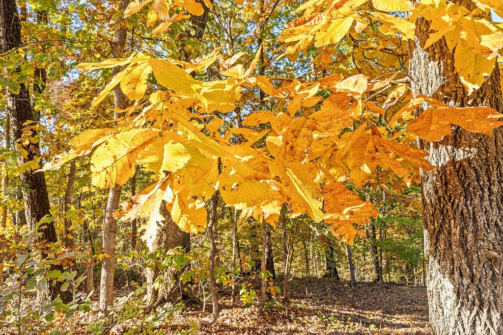 Sussex Sub Bvv - Residential