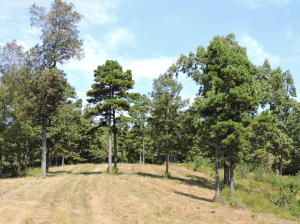 Mostly wooded property with several gorgeous building sites for your cabin or home. Private setting yet only 1/4 mile off the pavement. Located only 1-2 miles from the Buffalo River National Park. 4 miles to the Hasty Access on the Buffalo River and 5 miles to Jasper. Nice views. Abundant wildlife. Owner financing. Lot #2 and #3 of 9SEE SUPPLEMENT FOR DEED RESTRICTIONS