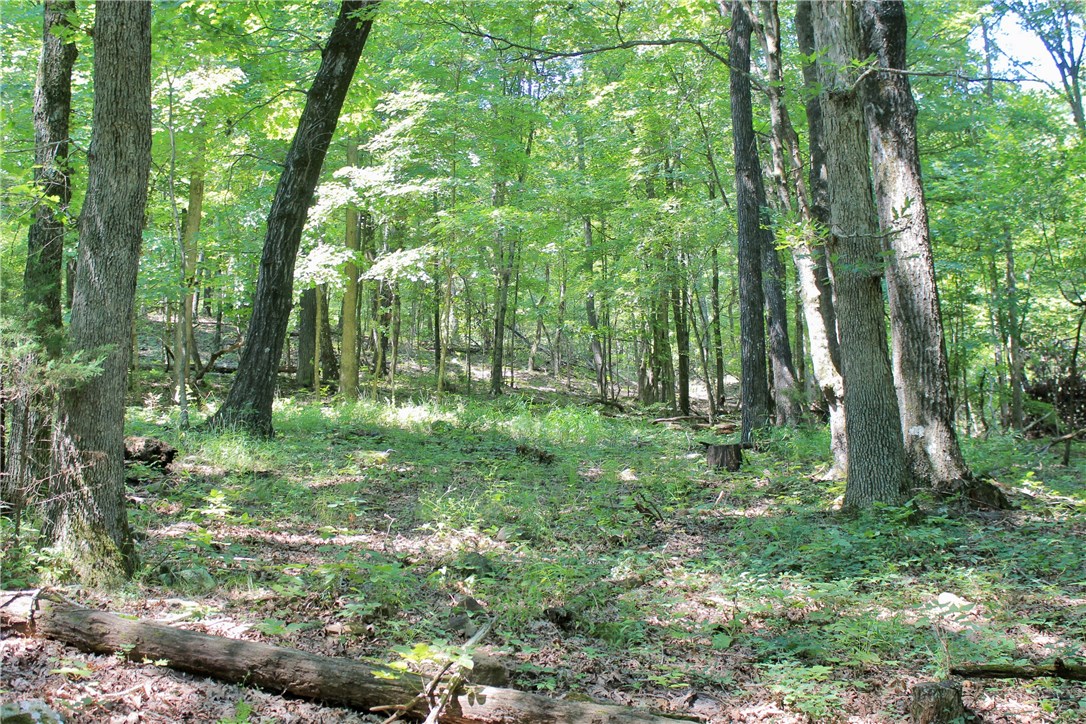 Here’s 36 acres of sheer mountain beauty located 35 minutes from Fayetteville . With multiple build sites throughout the landscape, this property offers all the serenity of the outdoors you can handle. To start there are some faint signs of roads traveling through the property that would make an exciting day of trail riding with minimal maintenance. As you travel you’ll get to enjoy the beauty of a seasonal spring fed Creek, that begins on the property creating some seasonal small pools throughout the year. If you're needing a little more water maybe for your cabin, there is rural water line fronting the property along with power. As you take time enjoy the many topographical changes of the landscape you’ll notice many species of trees from hickory, oaks, and beautiful dogwoods in spring. Oh and just one more thing to make this property a little more appealing, there’s even power conveniently located at opposite ends, making finding that build site a little easier