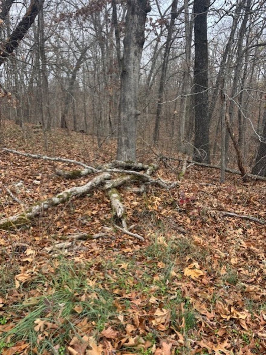 When you google Exmoor England, a wonderful article comes up about all the lovely things to see in Exmoor. While not in England, this Exmoor lot in Bella Vista has it's own lovely things too.  First off, its only five minutes to 71, so you are not having to trudge miles to get to your home.  It's a beautiful tranquil setting with verdant trees and lots of foliage.  With only two other homes on the street, it's private but close enough that you could borrow an egg for your Grandma's cake recipe if necessary.  The lot is near the end of the cul de sac with a rolling slope, but feels a lot bigger than it's actual size.  Someone who knows architecture or building could have a field day scaling the plans to build the perfect home there.  While Exmoor in England is on the coast, this lot on Exmoor is just a hop down the road to Lake Avalon, home of the best beach in NWA, with Bass to eat rather than crab.  Catch a glimpse of this pretty lot today.  P.S. I did not verify if neighbors would loan the buyer an egg or eggs.