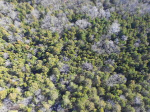 40 Acres full of deer, North of Berryville, Arkansas