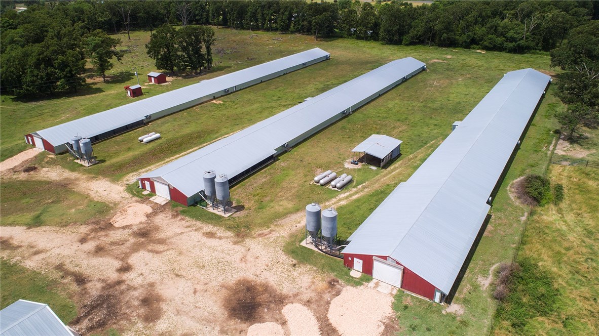 Money from chickens - Farm