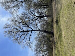 Wooded 80 Acres Wildcat Hollow With Well.