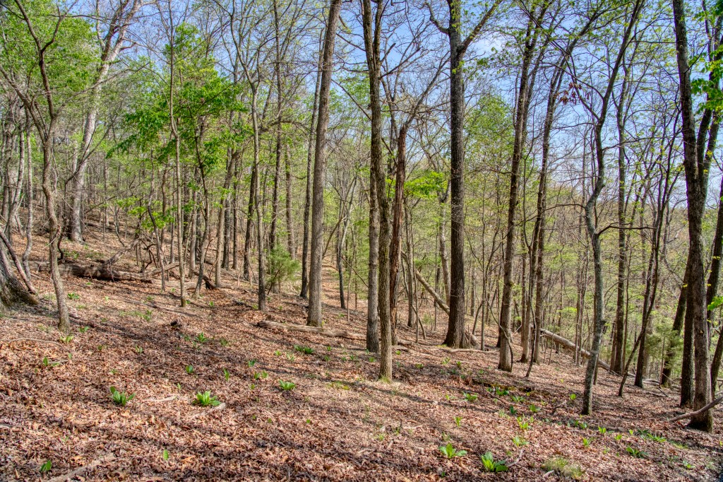 Thomas Family Subdivision - Land