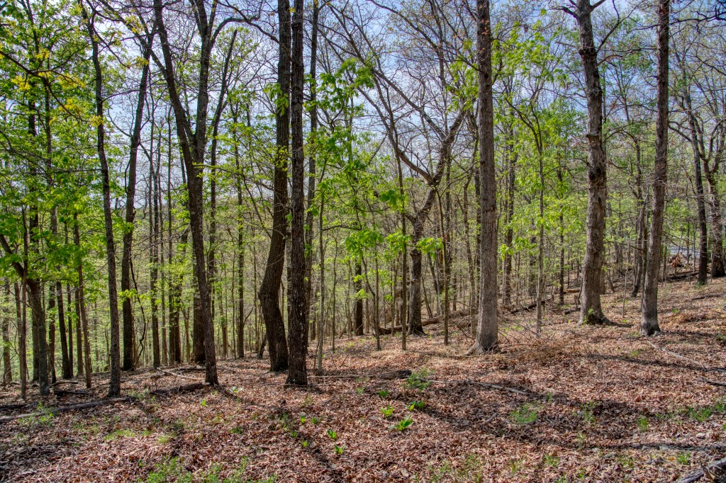 Thomas Family Subdivision - Land