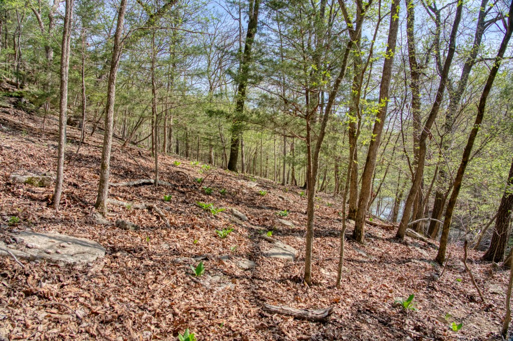 Thomas Family Subdivision - Land
