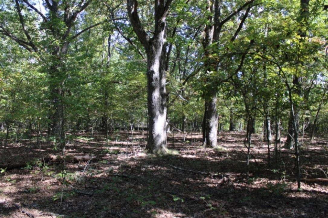 Terrific Weekend Get a Way & Hunting Paradise- 80 acres Wooded Land hidden from road offers privacy and seclusion where you can enjoy peace and quiet with blue sky and star lit nights. Deer, turkey, and other wildlife is plentiful. Land is all wooded with mostly hardwood, some pine and cedar, some hardwood trees appear marketable. Land includes nice level areas, hollows, and sloping ground. There are no utilities on the property. Come see to Appreciate!! Note: Abbey Mine Place has no recorded easements for access but has been used by owners of this and surrounding property owners for access for many years, it does go across this property for access to a neighboring tract(s).