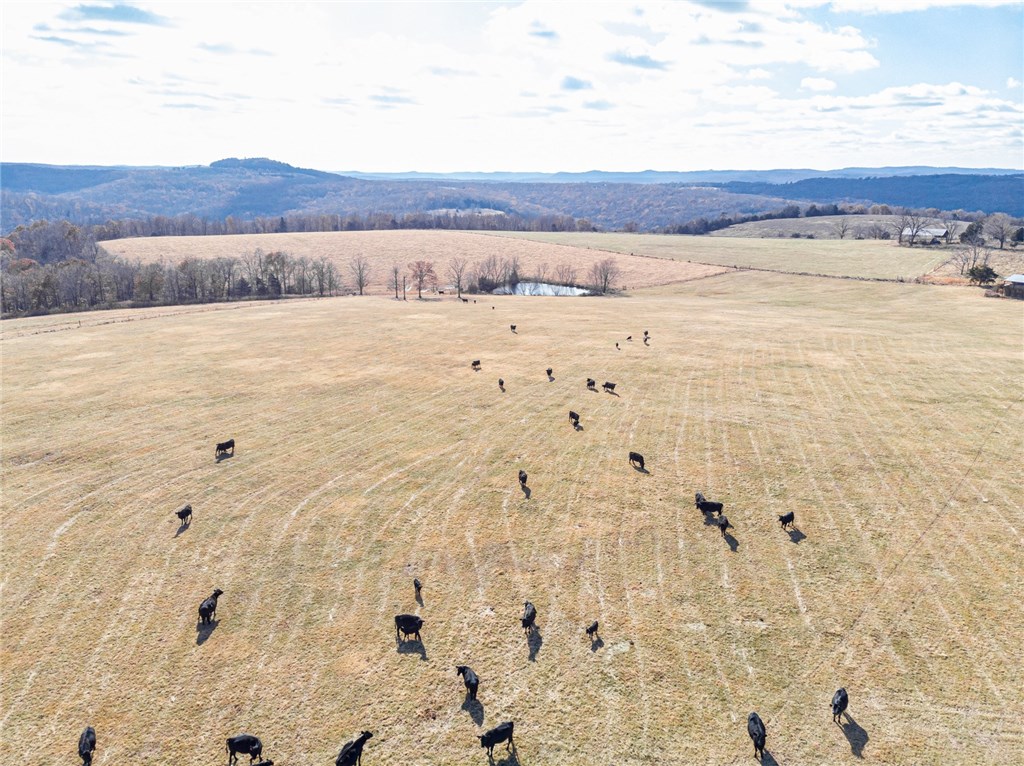 A must see pristine ozark mountain cattle operation! Established Bermuda and fescue grasses with fencing for rotational grazing. This property has four freeze-proof USDA ponds with enough open pasture to hold over 100 head of cattle and holding pens. It also has 2 metal hay barns and one metal enclosed building to store plenty of farm equipment. Rural water is on site from the Madison county district. Abundant wildlife throughout the property and endless recreational and hunting opportunities as well. Call today for your private tour.