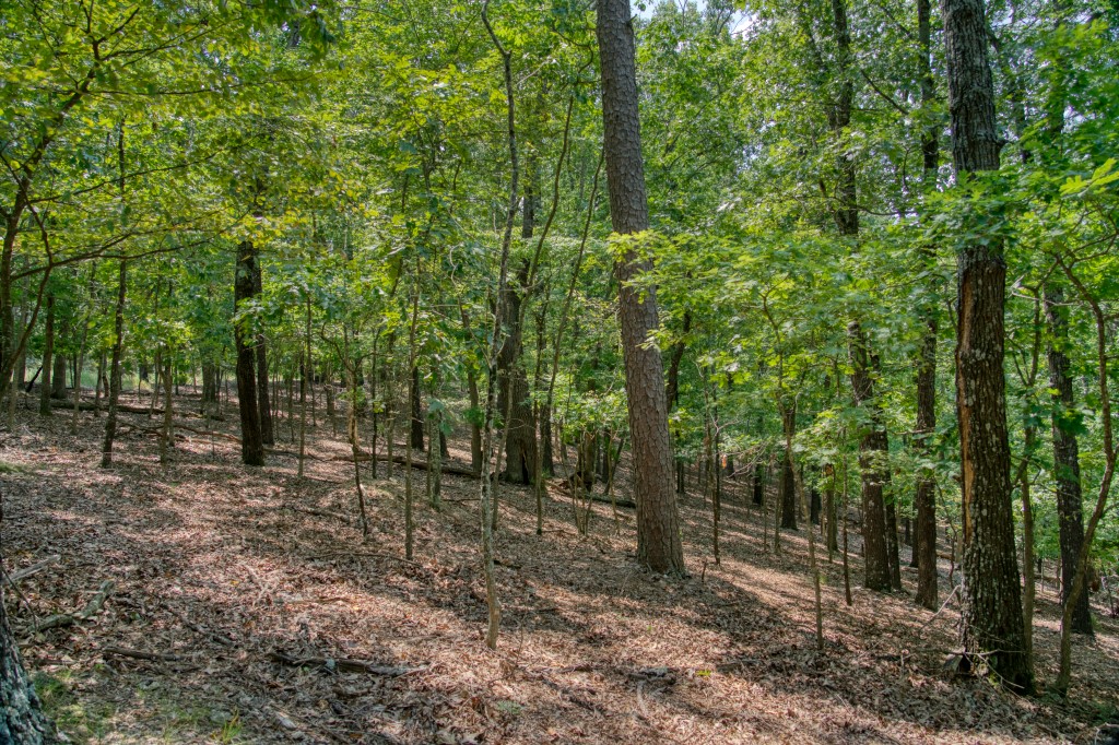 Sherwood Forest - Land
