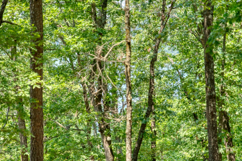 Sherwood Forest - Land
