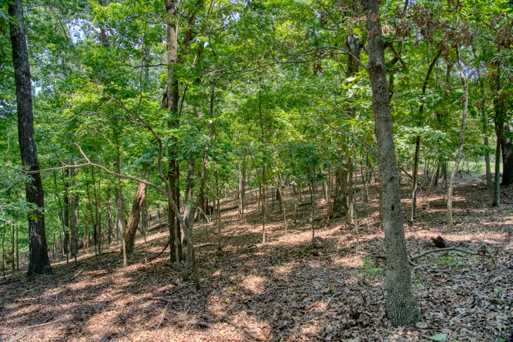Sherwood Forest - Land