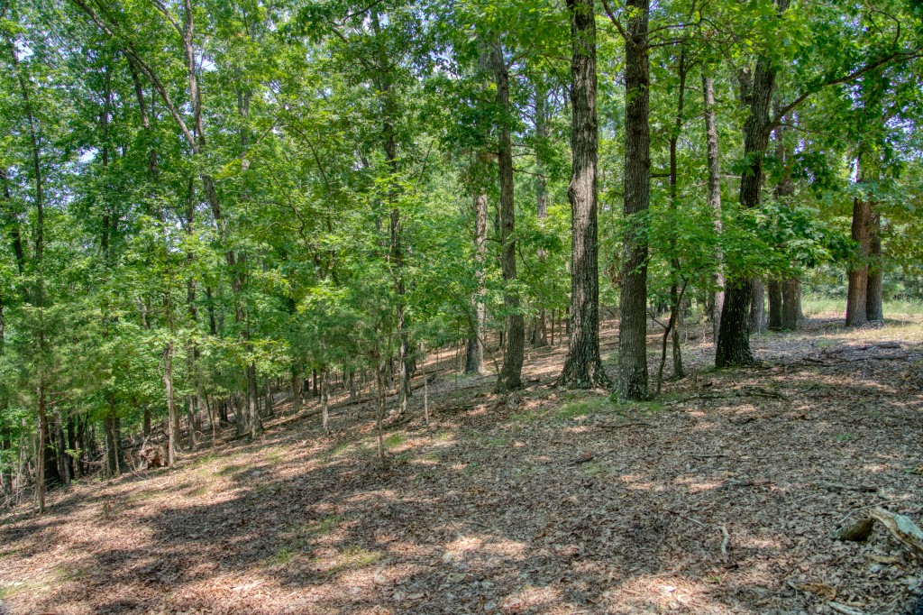 Sherwood Forest - Land
