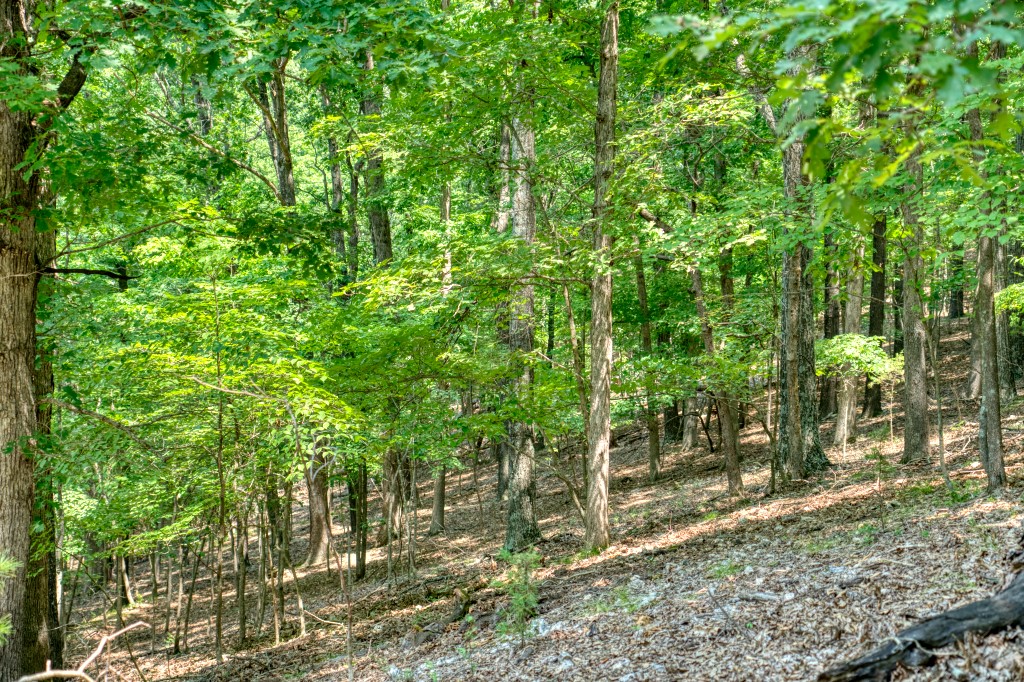 Sherwood Forest - Land