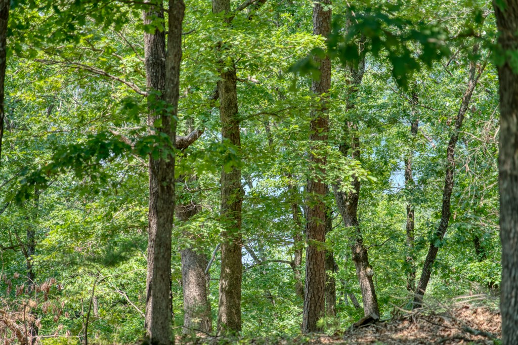 Sherwood Forest - Land