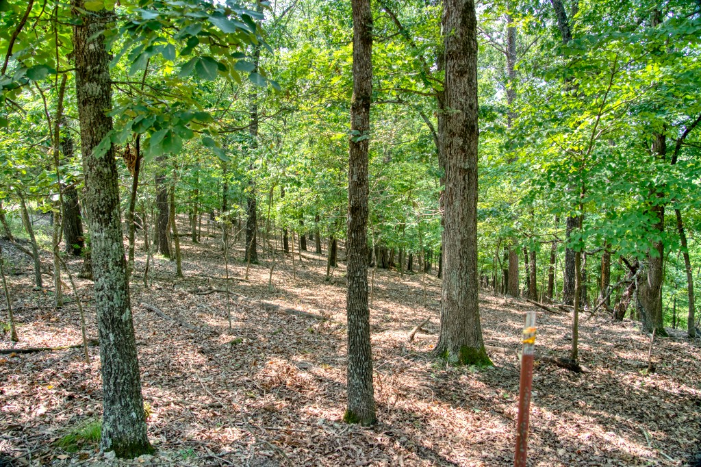 Sherwood Forest - Land
