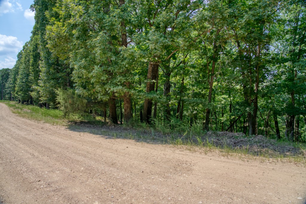 Sherwood Forest - Land