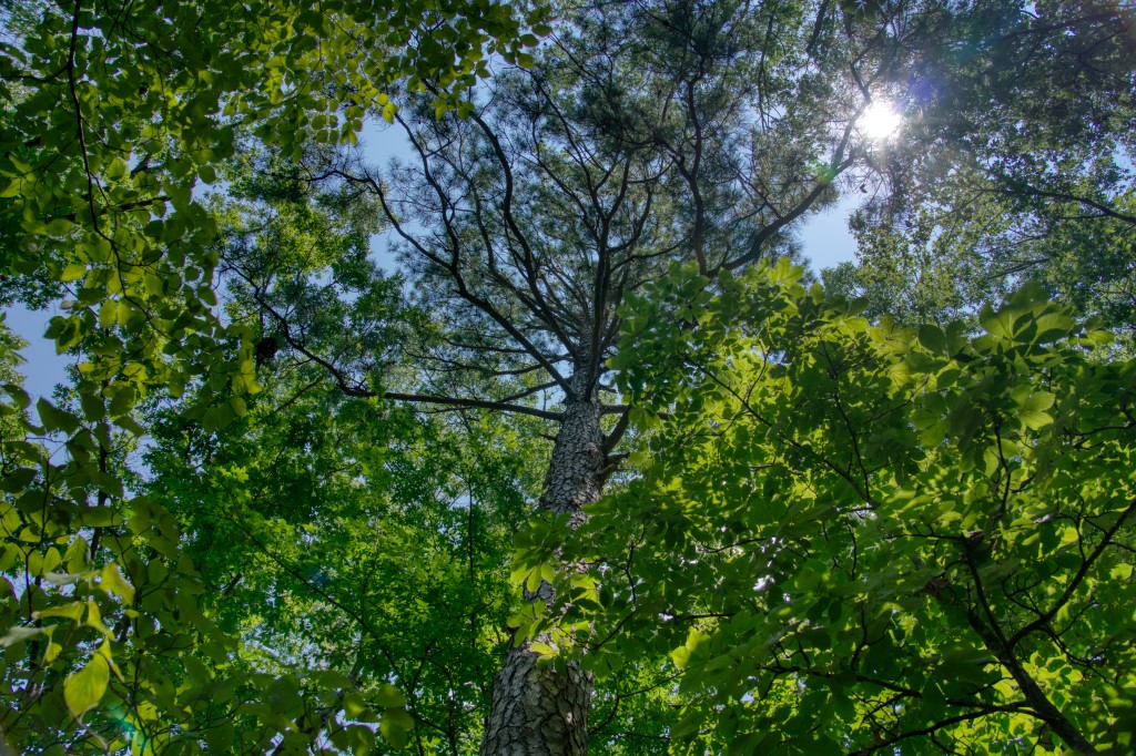 Sherwood Forest - Land