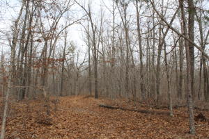 This prime property for deer hunting has all you need to kill that big buck. Easy access just off hwy 14. Condo of tree stands with easy stairs and enclosed for your comfort. Trails throughout the property to set up multiple stands and little underbrush. Only minutes to Crooked Creek, Buffalo River, White River and Bull Shoals Lake.