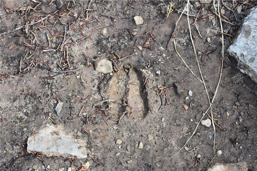 This 80± acre tract is not for the faint of heart—and that’s exactly the point. Tucked deep in the Ozarks of Rea Valley, this rugged, heavily wooded property offers true off-grid living with no neighbors, no noise, and no compromises. If you’re searching for a place where the pavement ends and the wilderness begins, you’ve found it. The land features steep, rugged terrain, dense timber, and abundant wildlife, creating an ideal setting for hunters, outdoor enthusiasts, and those craving total seclusion. Access starts on a paved road, transitions to maintained county roads, and finishes on a back road where ATV access WILL be required—adding a natural barrier from the outside world. Located near both the Buffalo National River and the White River, this property puts world-class hunting, fishing, and recreation within reach while still feeling miles away from everything. No utilities. No development. Just raw Ozark ground ready for someone who values privacy, freedom, and self-reliance.