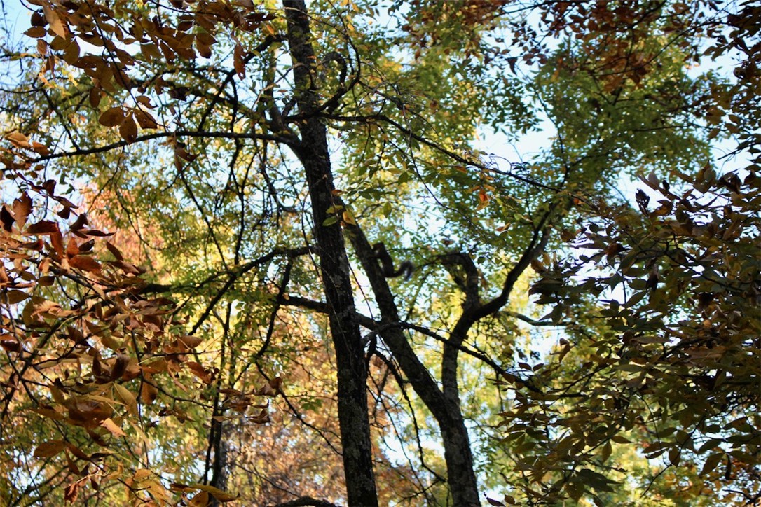 Woodlake Estates - Land