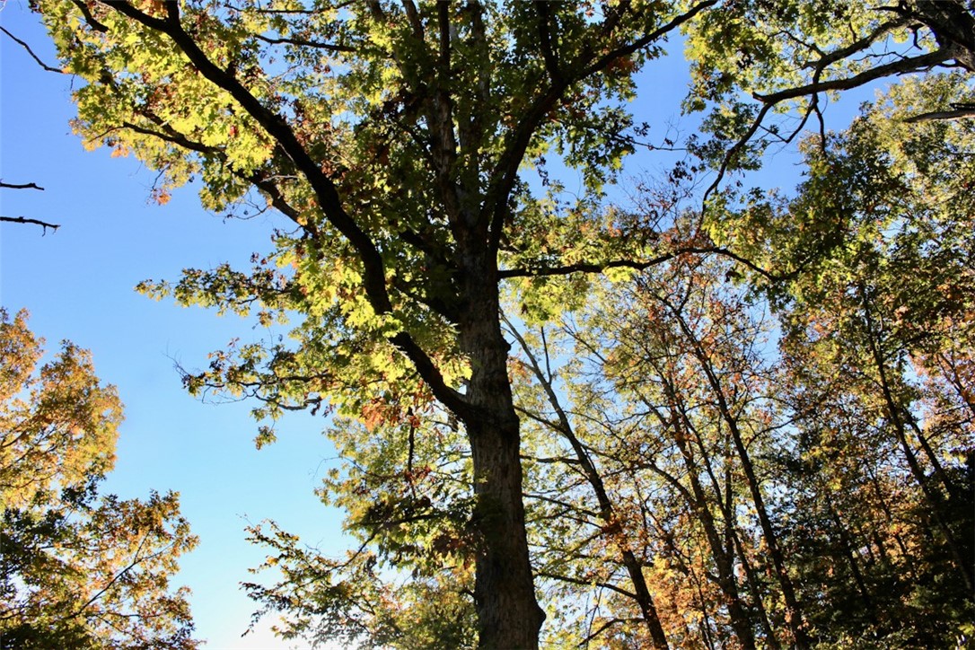 Woodlake Estates - Land