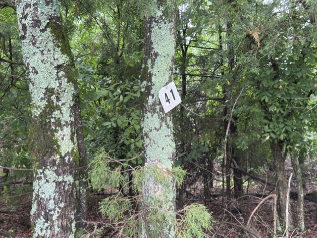 Tanglewood Resort No 2- Rurban - Land