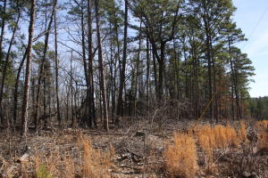 Excellent Home sites between two great locations, Hasty Access Point and Carver Access. It's just 4 miles to Carver Access and 1 mile to the Hasty Access. Build your custom log home and we can help with that. Also views, Buffalo River National Park access woods. Walk to the Park. Great View. Topo, Survey & Restrictive Covenants available on line. Owner financing avail w/10% down