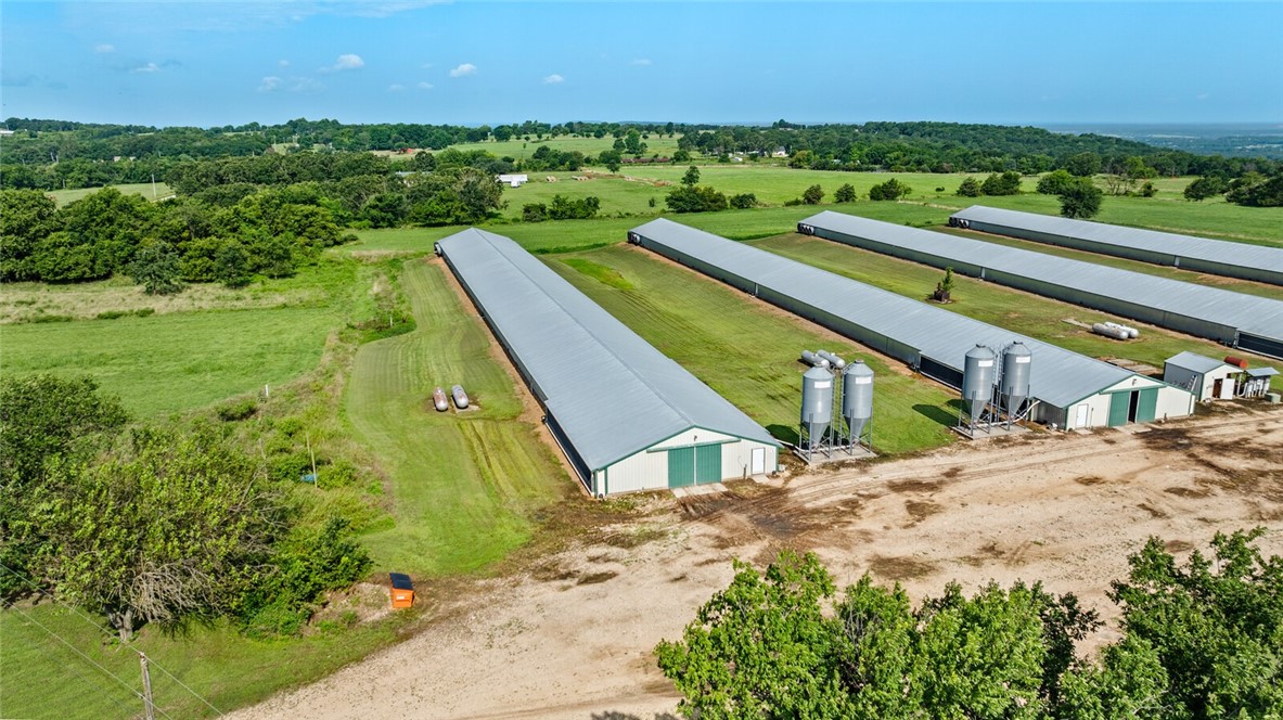 Chickens and dreams - Farm
