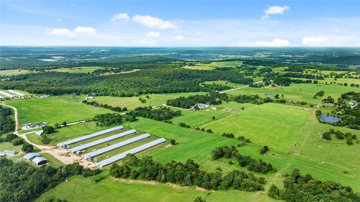 Chickens and dreams - Farm