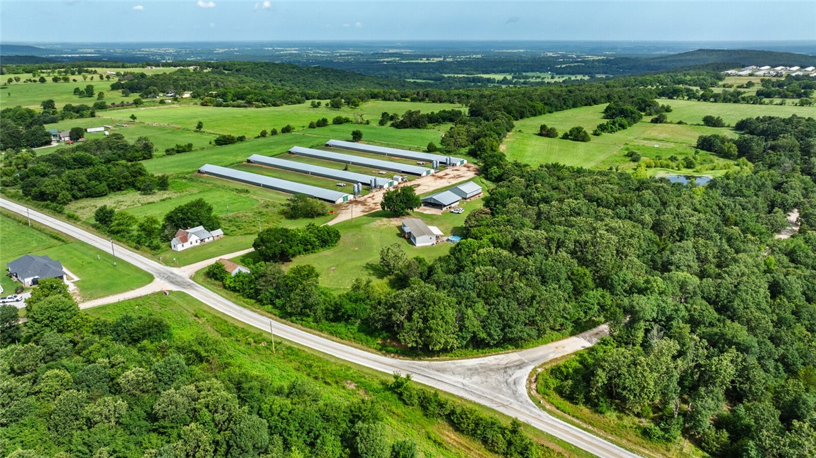 Chickens and dreams - Farm