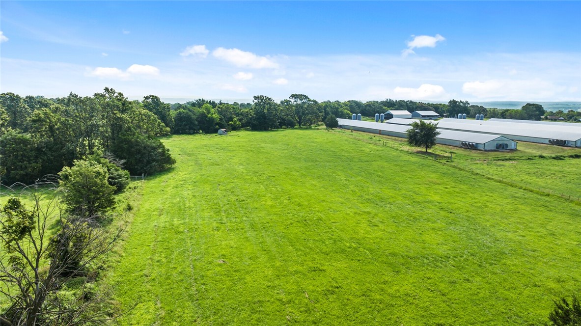 Chickens and dreams - Farm