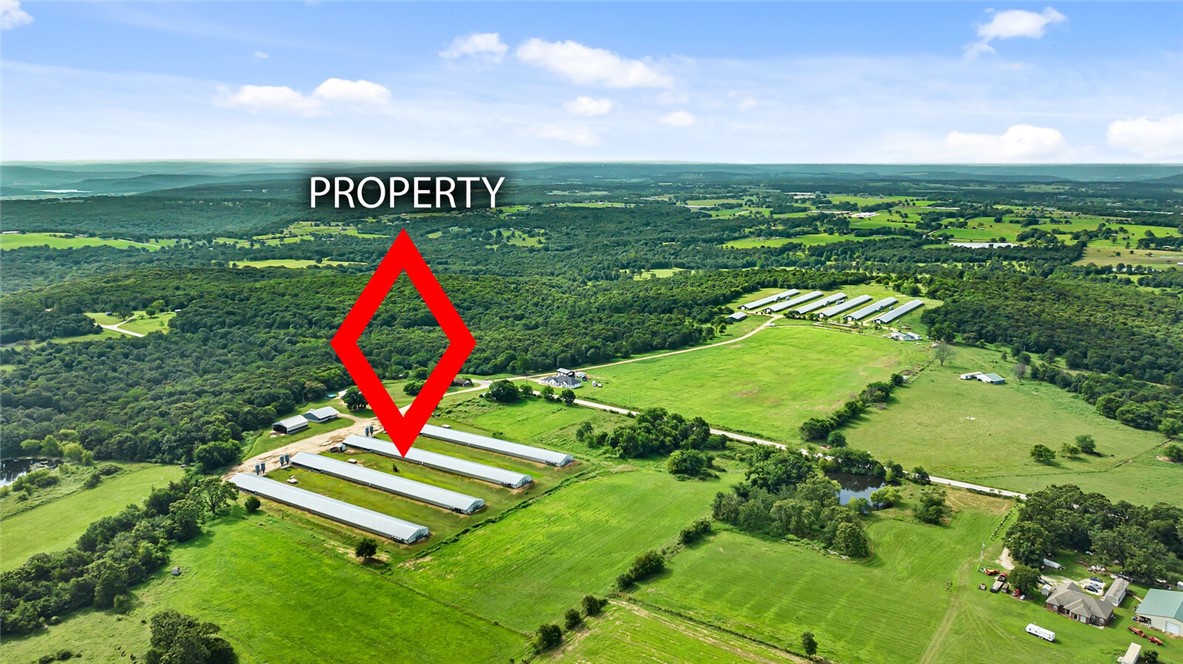 Chickens and dreams - Farm