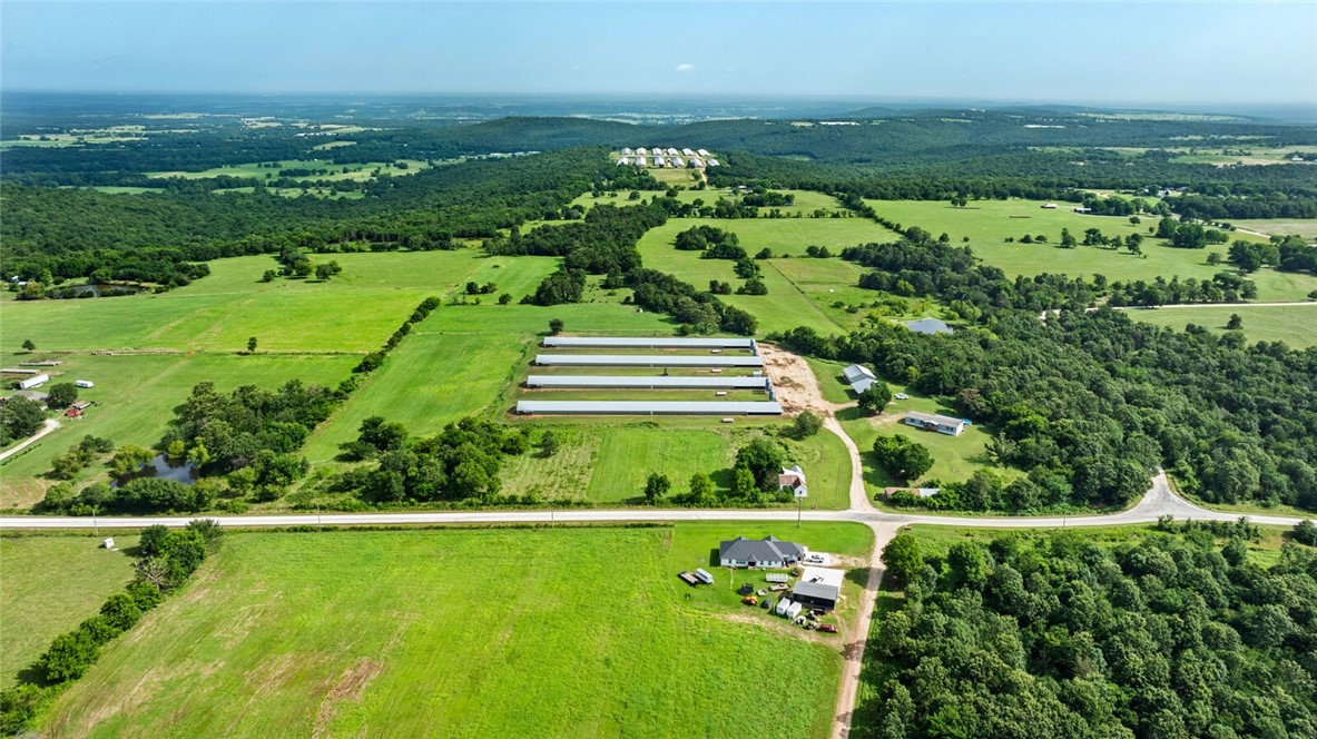 Chickens and dreams - Farm