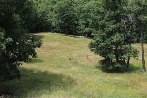 40 acres at the end of the road in Osage valley! Gravity feed spring AND rural water. Wildlife galore, spring fed pond, year round creek, 20 acres in pasture, adjoining 40 acres and house also for sale. All property line images are approximate and must be verified by buyer.