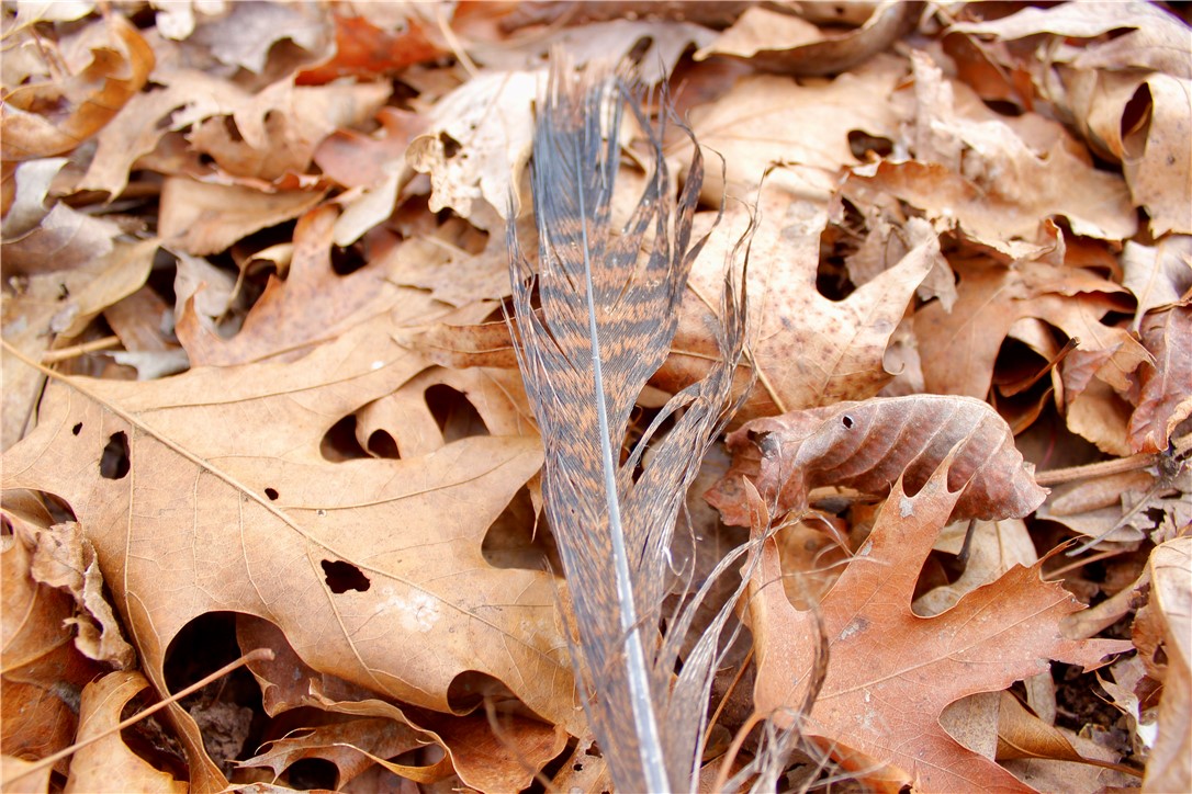 Highland Meadows - Land