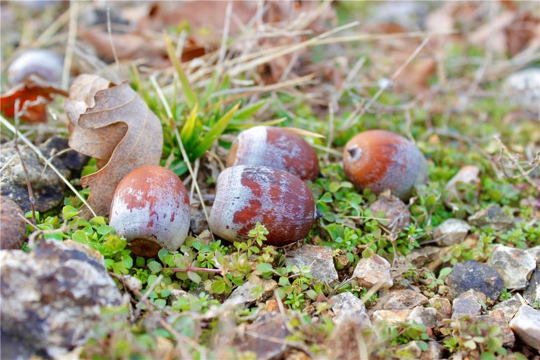 Highland Meadows - Land