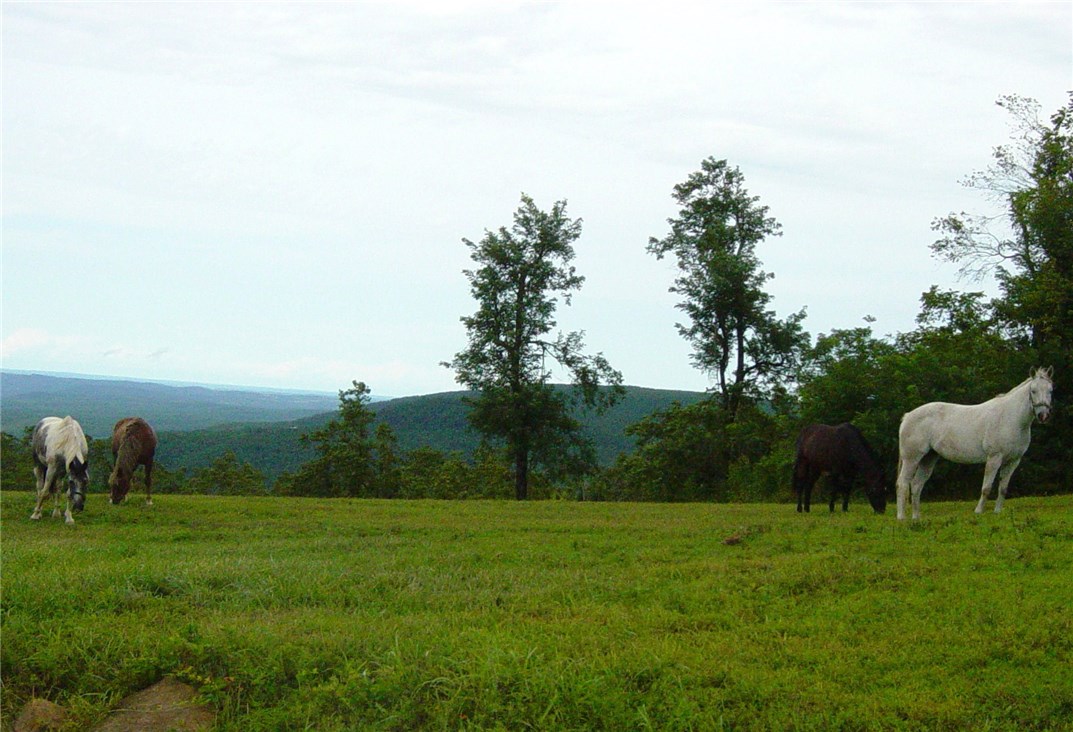 Cloud 9 Ranch, located in the Ozark mountain range, sits a top of one of the highest peaks at 2240’ with 360-degree views as far as the eye can see. This astonishing 3750 sq/ft home and 685 sq/ft guest cabin was built above and beyond luxury. No need to worry about neighbors because this 80 Acre property is bordered on 2 sides by Untied States Wildernesses and 1 side by National Forest. Commercial appliances in Kitchen. Open floor plan. Uninterrupted views of the Ozarks from every room.