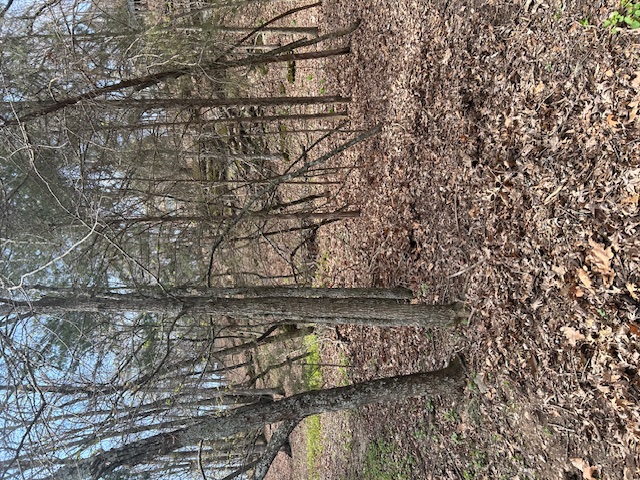 Lost Bridge Village - Land