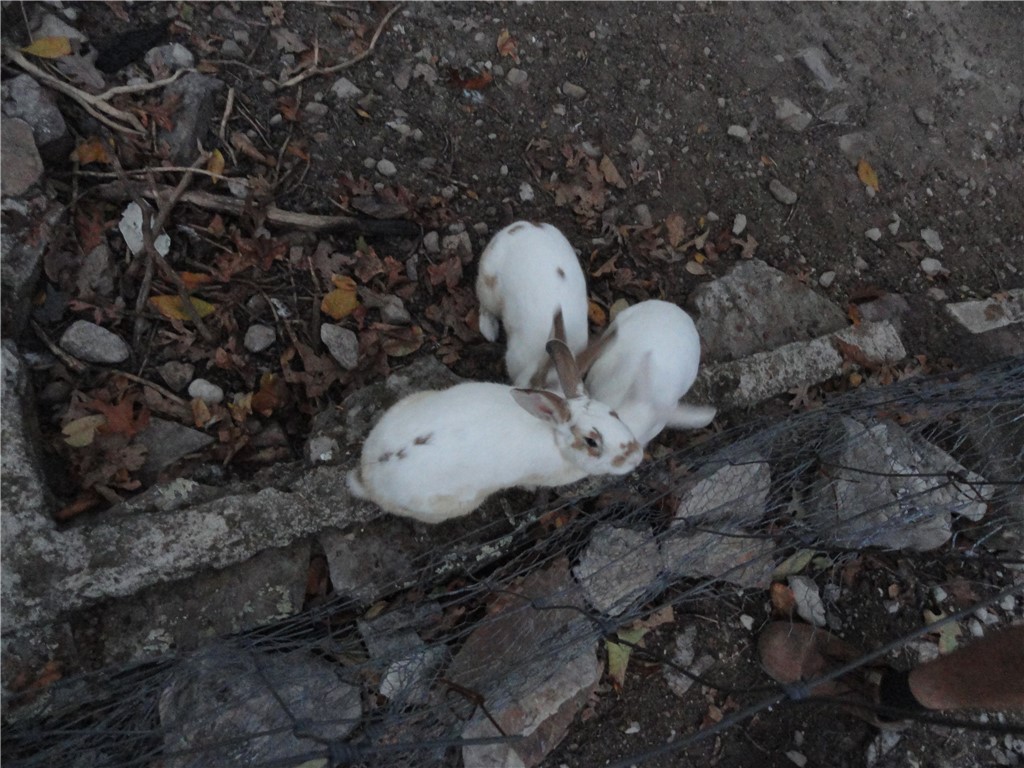 mete and bounds - Residential