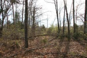 Great cabin site near the lake. Easy access to Bull Shoals Lake. Over 800' US Corp Frontage.