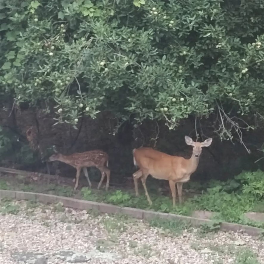 Shetland Sub Bvv - Residential