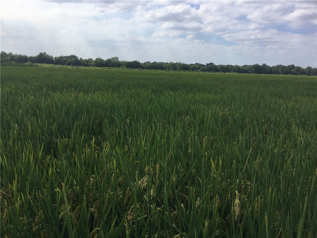 This is the best farm for sale right now in Arkansas! Set up textbook with precision leveled fields, wells, risers, pipes, drainage and a re-lift system laid out like a subdivision. Over 10 feet of fertile topsoil and the water table is right there requiring only 25-30 foot wells. You can get water on and off this farm like clockwork. This farm has been very much improved to make it one of the absolute best in the Delta! 1643 tillable row-crop acres that produce consistent high yields. Call Laddy!